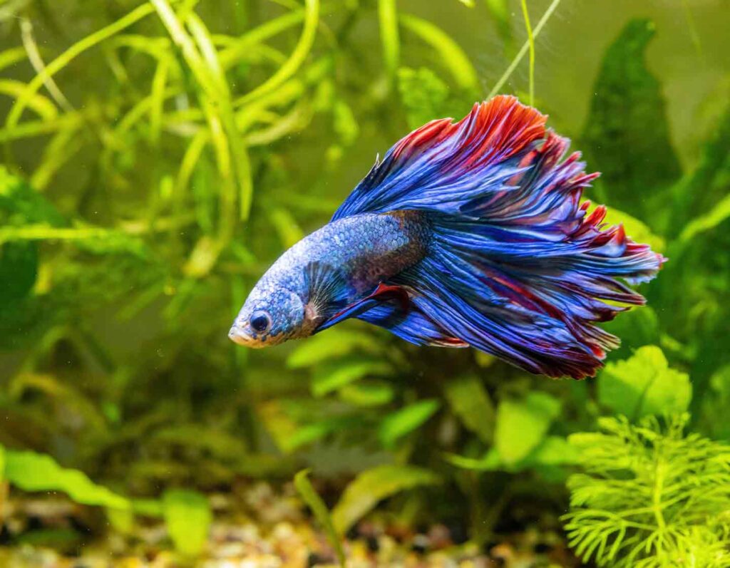 Best 10 Aquarium Fish for Beginners (With Pictures & Care Tips)