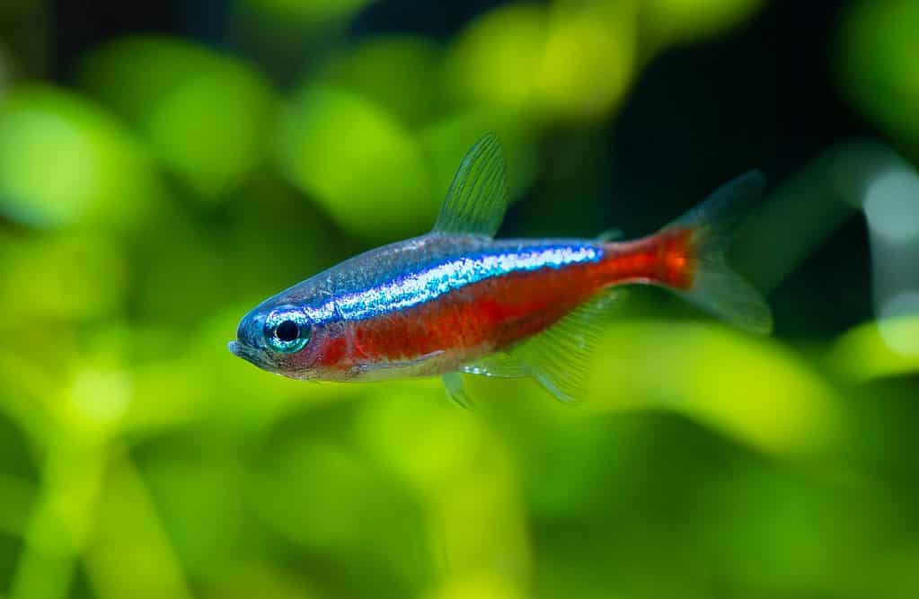 Best 10 Aquarium Fish for Beginners (With Pictures & Care Tips)