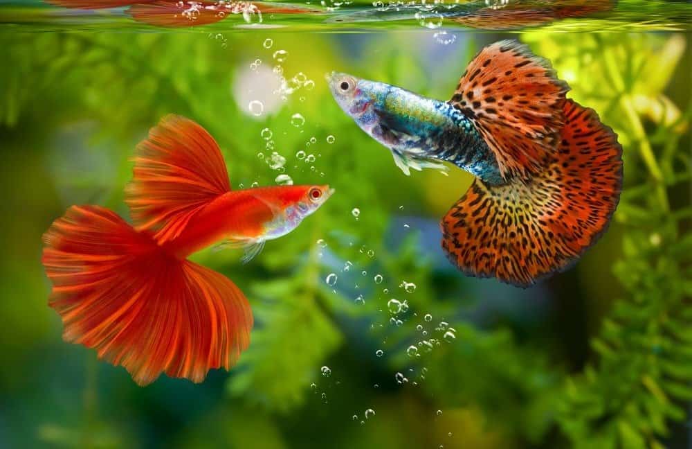 Best 10 Aquarium Fish for Beginners (With Pictures & Care Tips)