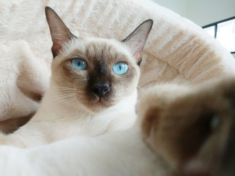 Siamese Cat