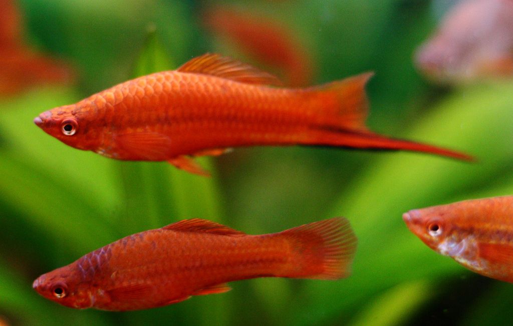Swordtail Fish