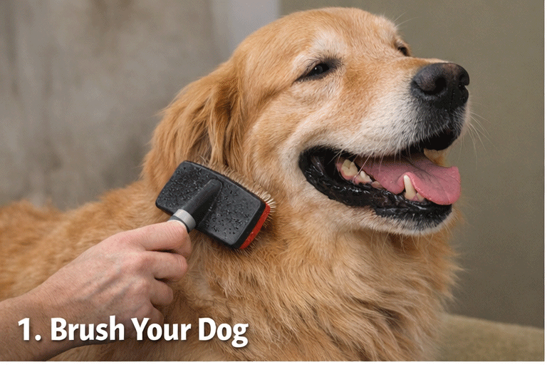 Dog brushing